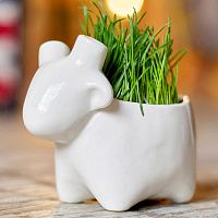 набор для выращивания eco овечка в Нижневартовске