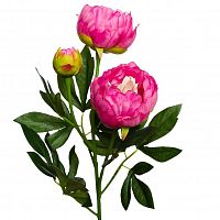 пион розовый 64 см (24) в Нижневартовске