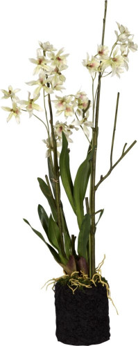 декор dancing ocidium в Нижневартовске