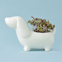 набор для выращивания eco собачка в Нижневартовске