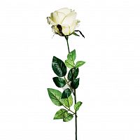 роза белая 71 см (24) в Нижневартовске