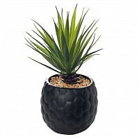 декоративное растение суккулент в черном горшочке 17 см в Нижневартовске