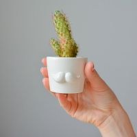 набор для выращивания eco мини-кашпо «усы» в Нижневартовске