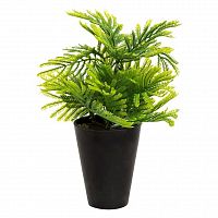 декоративное растение туя в горшочке 25 см в Нижневартовске