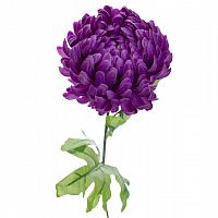 хризантема фиолетовая 63 см (24) в Нижневартовске