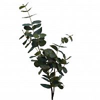 листья эвкалипта 90 см (24) в Нижневартовске