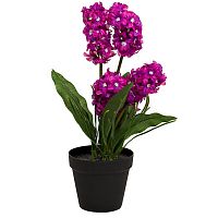 декоративное растение гиацинт в горшочке фиолетовый 40 см в Нижневартовске