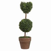 декоративный цветок в горшке amour grande в Нижневартовске