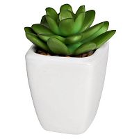 декоративное растение суккулент в горшочке 10 см в Нижневартовске